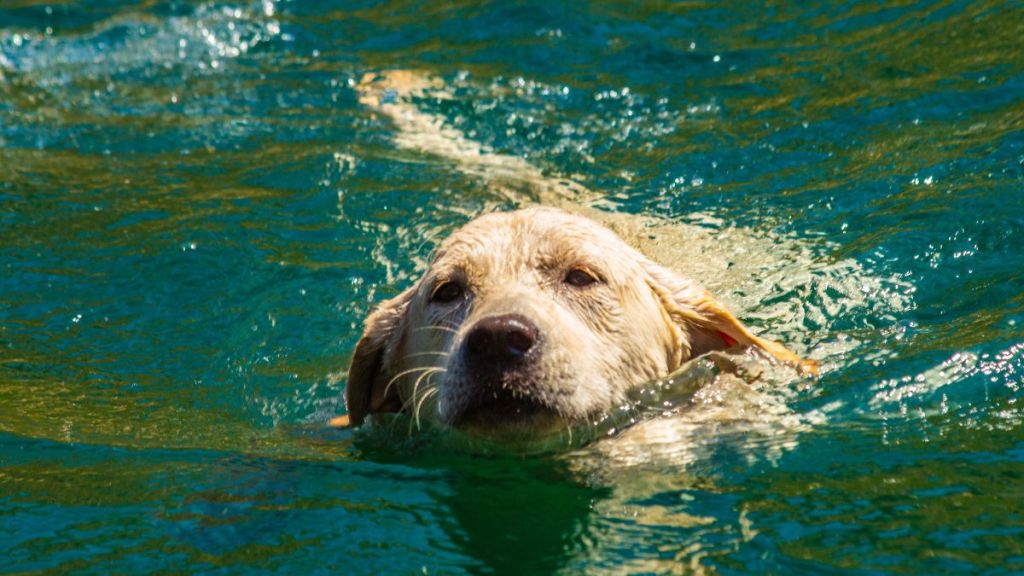 Yellow Labrador Retriever Puppy swimming in a lake, similar to Lake Travis, where a dog potentially died due to exposure to toxic algae.