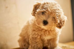 Adorable little beige puppy, who looks similar to Demi Lovato's new dog named Pickle, sits on wooden table.