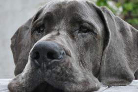 Blue Great Dane, similar to the third dog who died after staying at the PetSmart PetsHotel in Alexandria, Virginia, with her head resting on table.