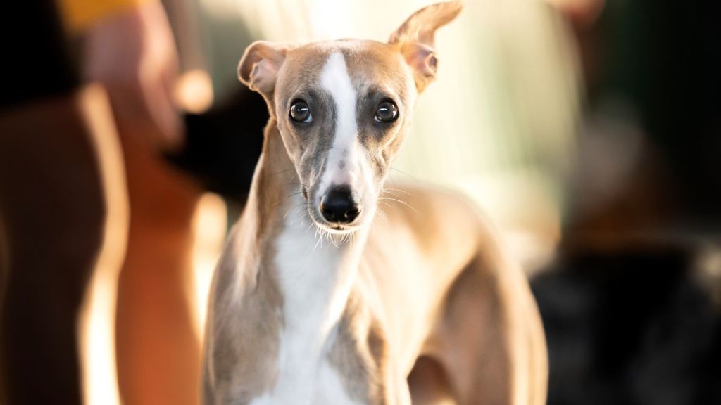 Whippet, similar to the lost dog in San Francisco, California who was cared for by a homeless man, looking straight into the camera lens.