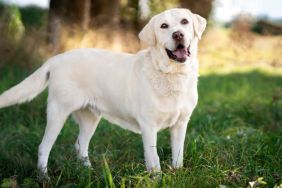 Cheerful Labrador Retriever, similar to the mixed breed dog with bowl stuck on his head in Manvel, Texas, in a lawn.