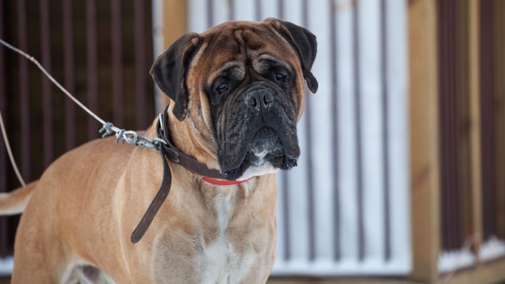 Bullmastiff dog on a leash, similar to the one found abandoned on the side of highway tied to a pole in Long Island, New York.