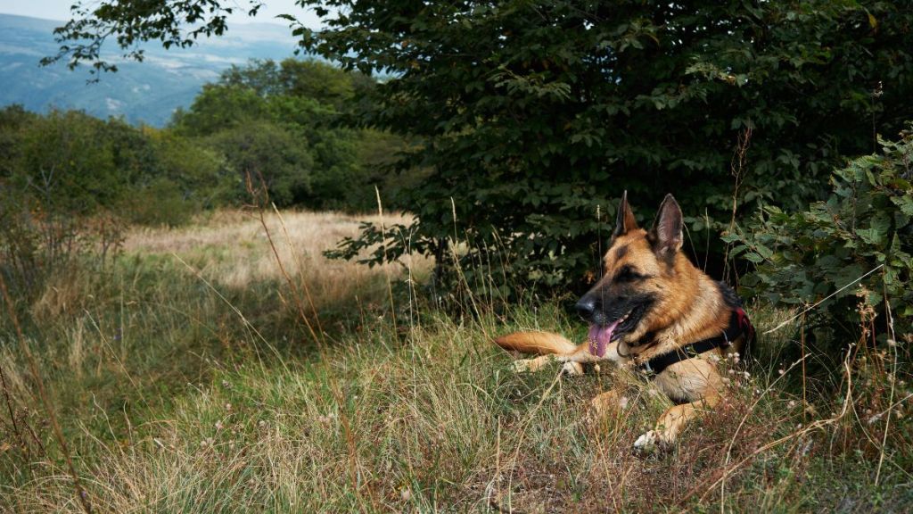 A German Shepherd, similar to the dog found with zip tied around his mouth and neck in Malibu, California, resting while walking up the mountains.