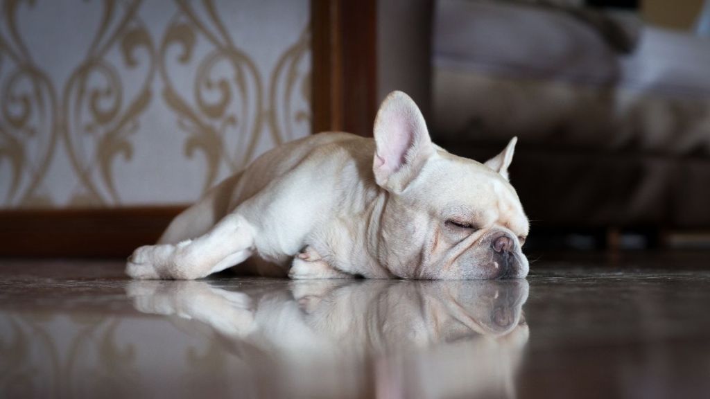 Horizontal shot of a cute sleeping male beige French Bulldog, similar to the dog who was stolen by a FedEx driver in North Carolina, on apartment floor.