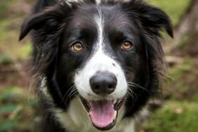 A black and white Border Collie, similar to the dog who died at the groomers in New Jersey, outdoors in the woods.