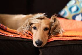 Long haired dachshund, similar to the dog the bride surprised the groom with during first look on their wedding day, looking at camera sleepily.