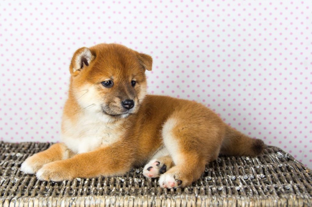 Shiba Inu puppy sitting on a cot.