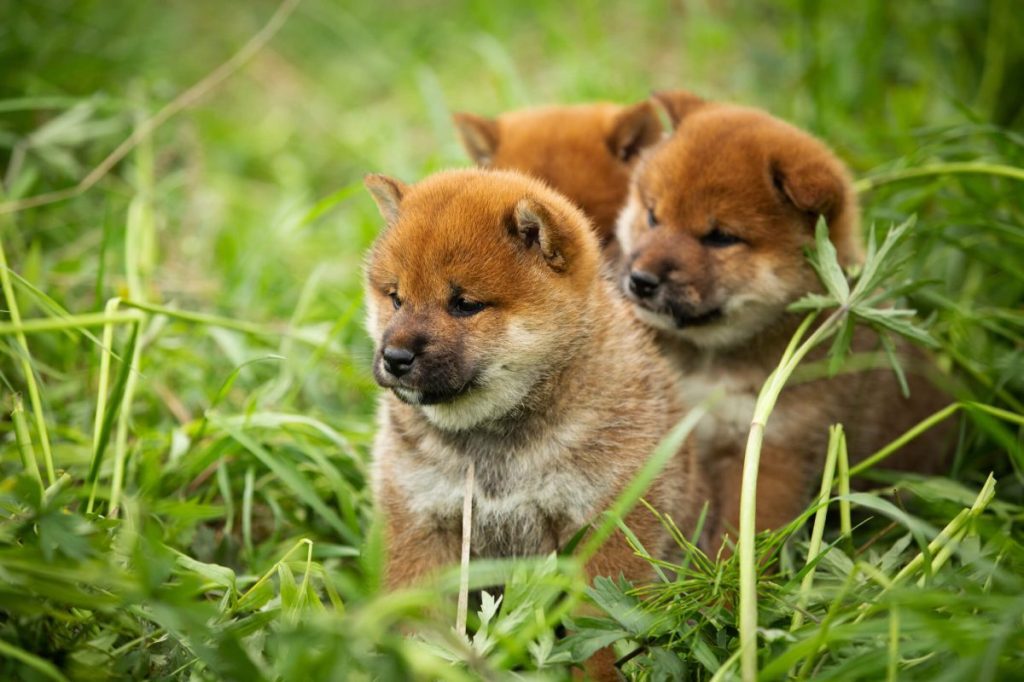 Three Shiba Inu puppies in the grass.