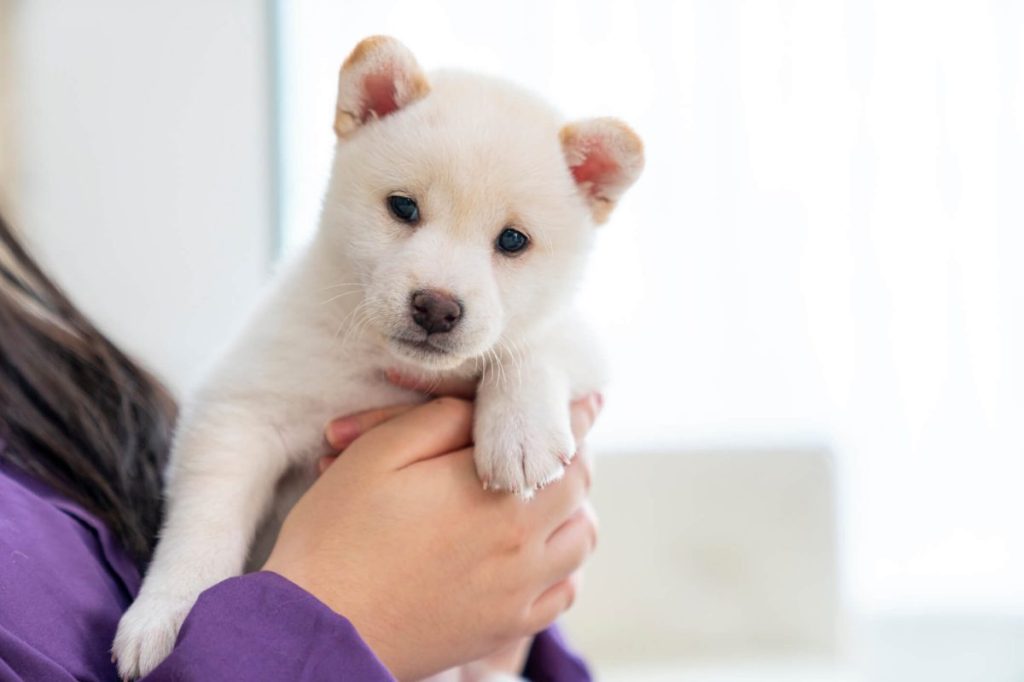 Girl holding white Shiba Inu puppy.