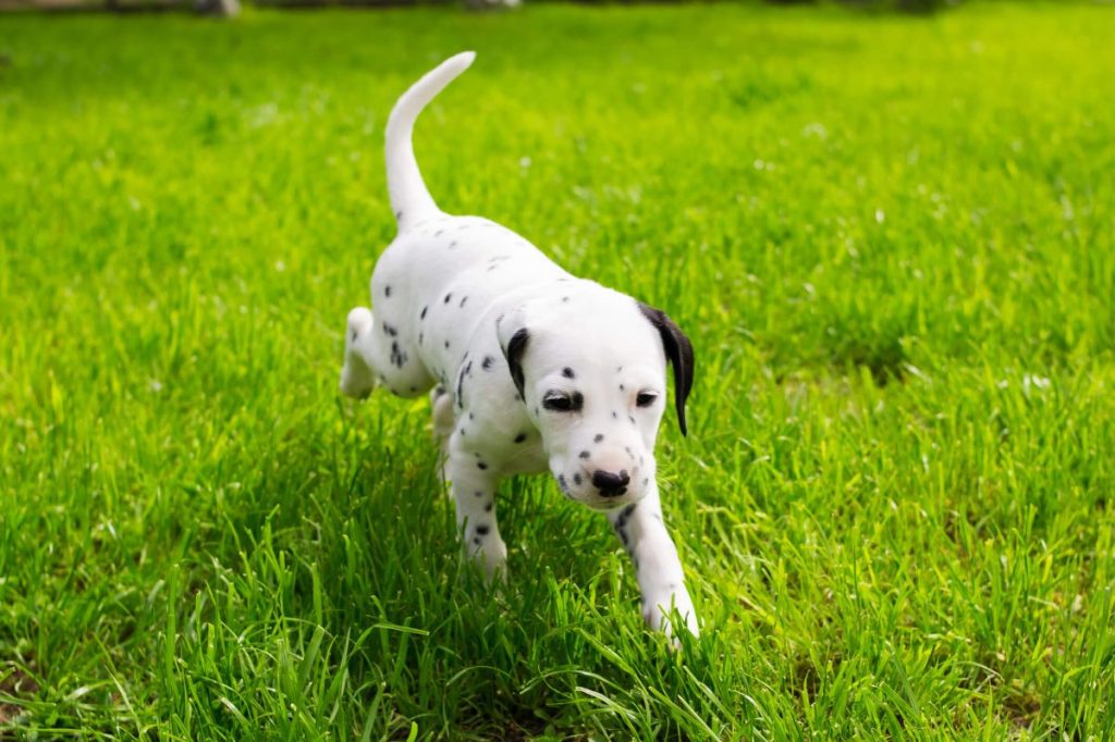 Dalmatian puppy running outdoors.