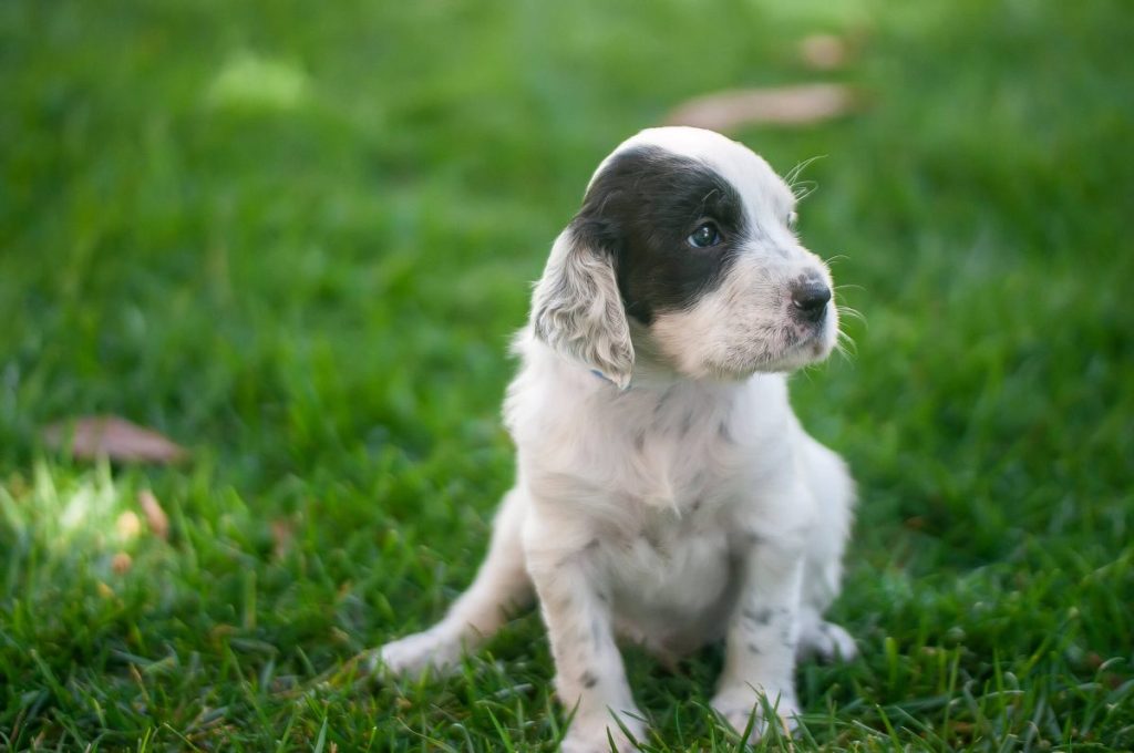 Long-haired Dalmatian puppy outdoors.