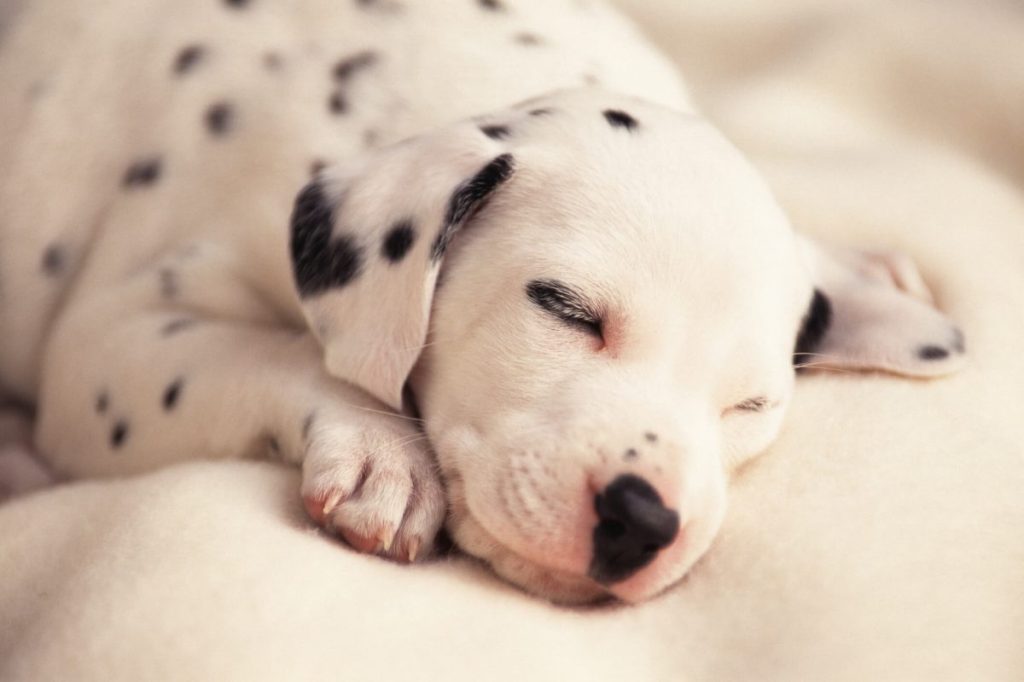 Dalmatian puppy sleeping.