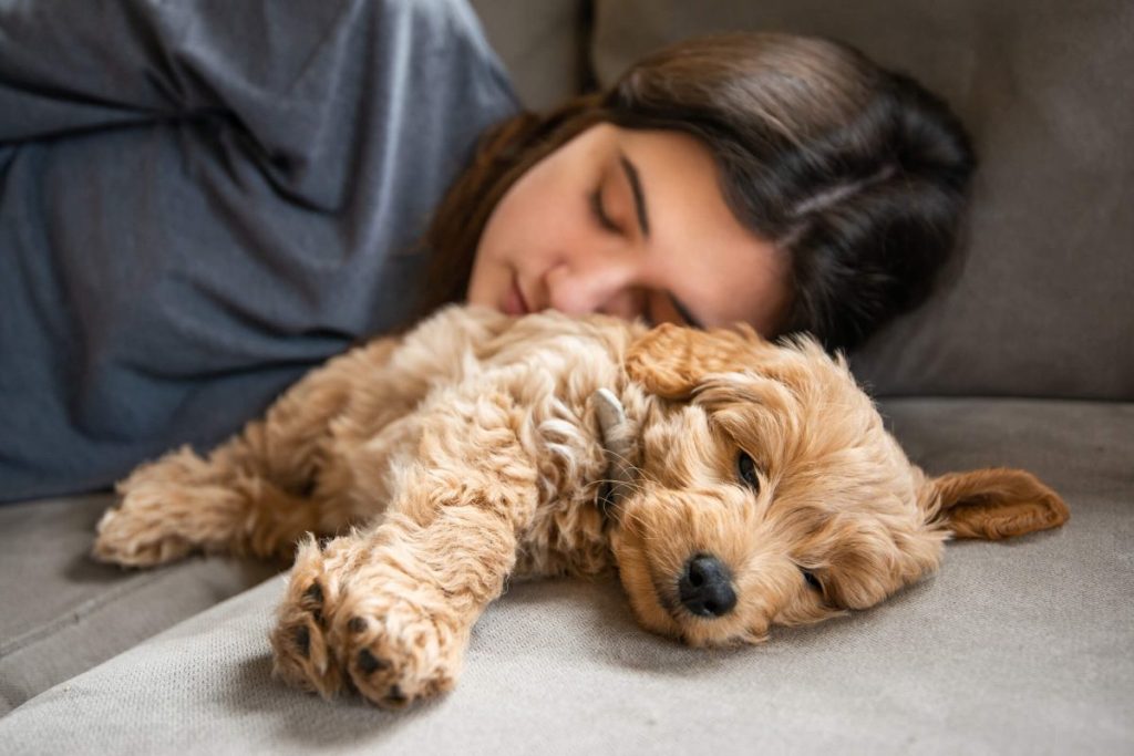 Goldendoodle puppy sleeping on the couch with human.