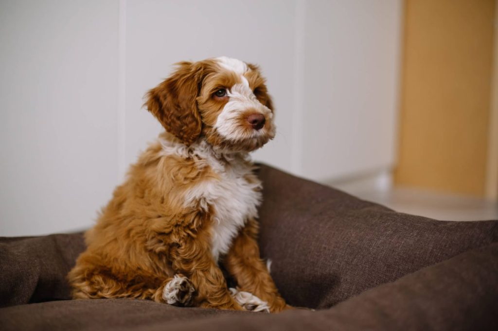 Goldendoodle puppy at home on a couch.