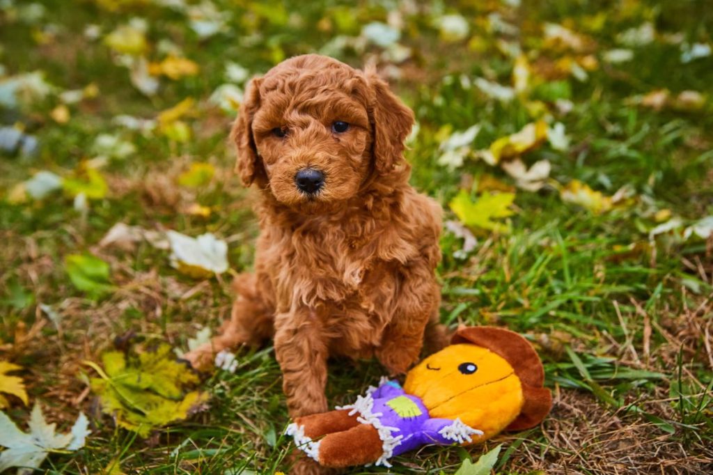 Goldendoodle puppy in the grass.