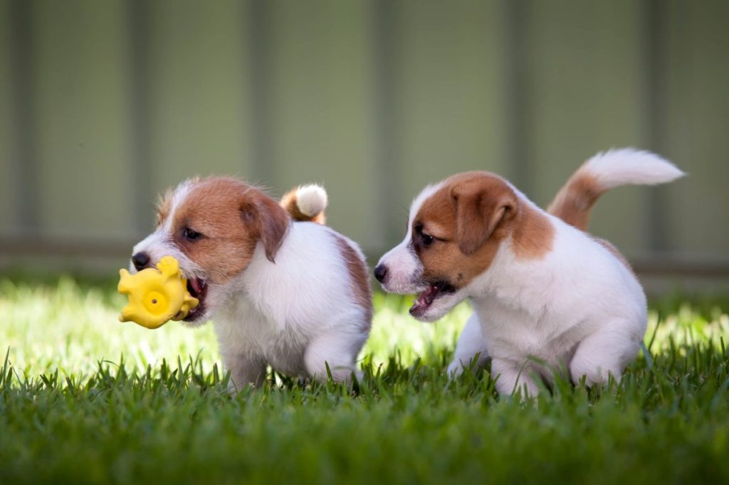 Two Jack Russell puppies playing with a toy outside.