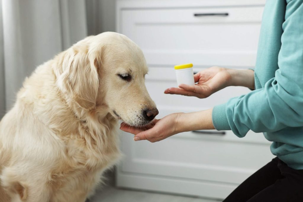 Woman giving Benadryl or diphenhydramine to dog at home.