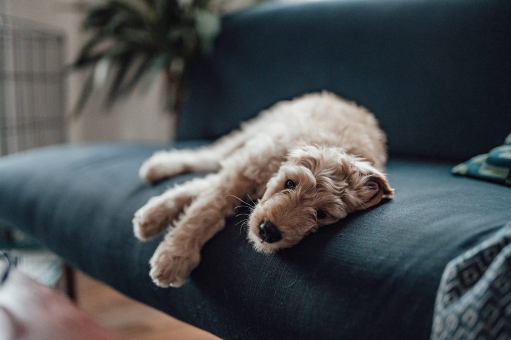 Dog experiencing drowsiness — one of the side effects of Benadryl.