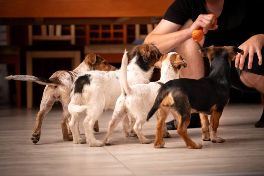 Four puppies stand in front of the caretaker and wait for the toy, their tails in different positions.