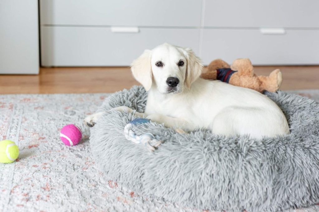 Dog sitting comfortably in his bed with toys around him in the room.