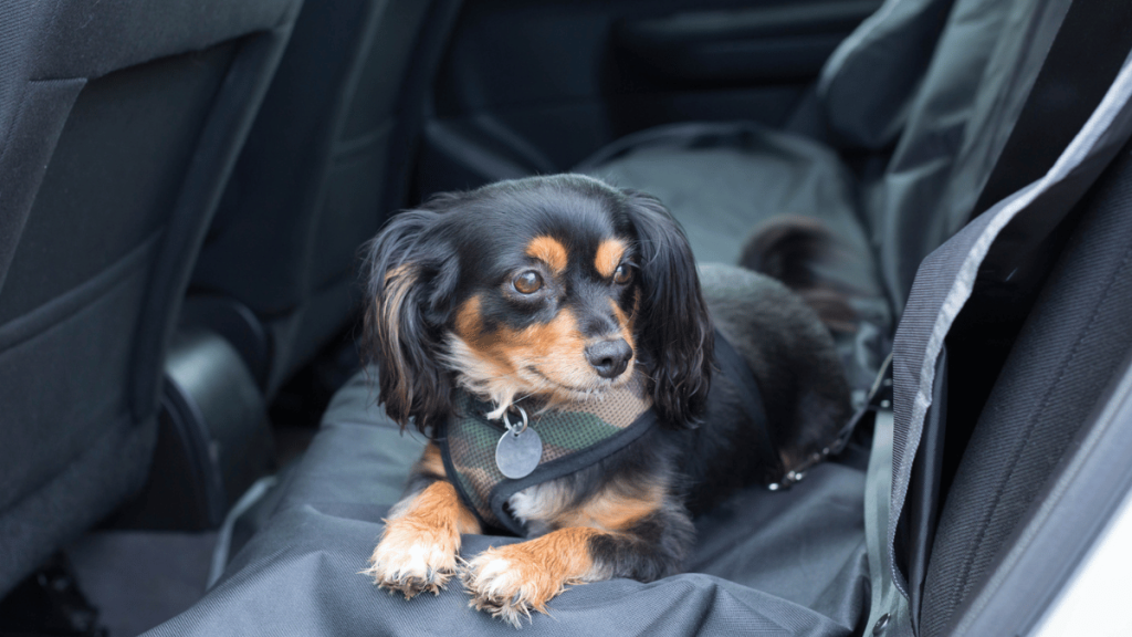 dachshund sitting on dog hammock