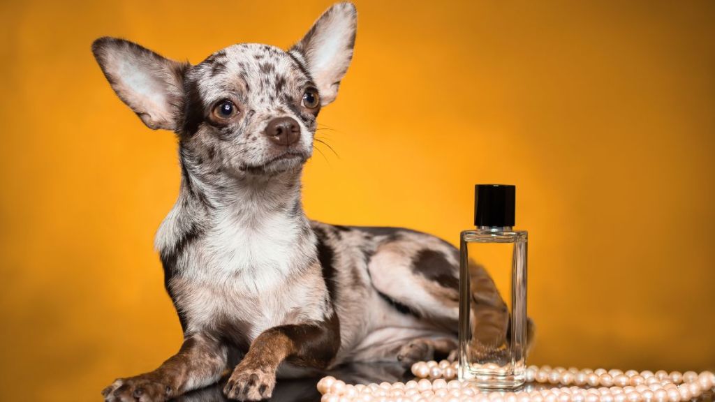 Chihuahua merle color with perfume, similar to the dog perfume launched by Dolce & Gabbana named Fefé.