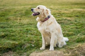 Golden retriever, similar to the dog who saved his owner after a 20-foot fall and hip injury in Pittsburgh, Pennsylvania, sitting in green meadow.