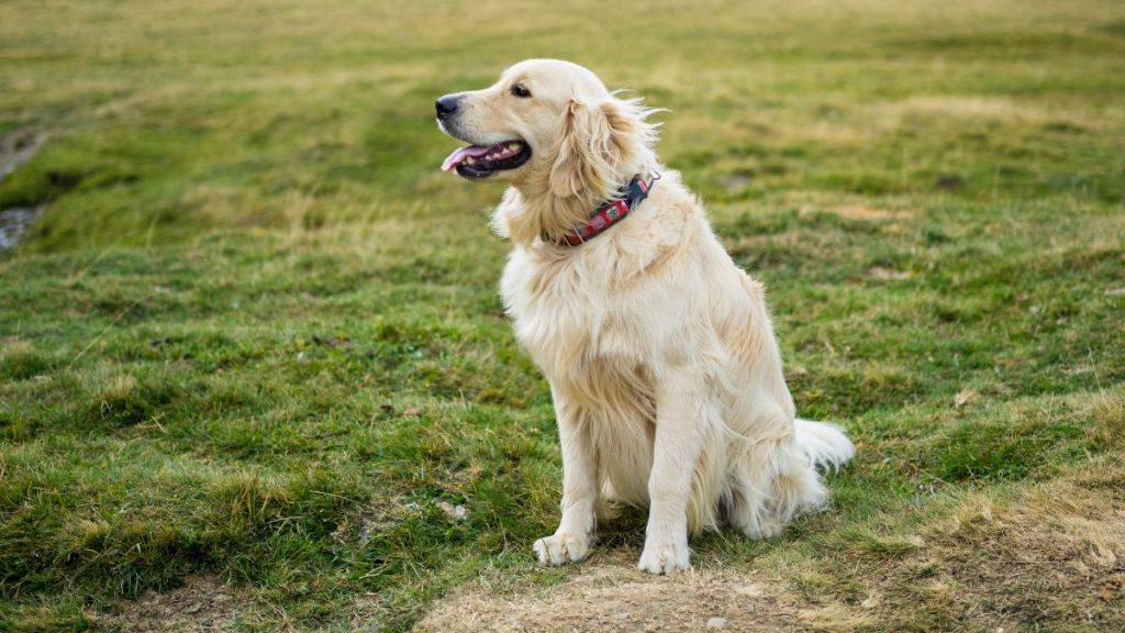 Golden retriever, similar to the dog who saved his owner after a 20-foot fall and hip injury in Pittsburgh, Pennsylvania, sitting in green meadow.