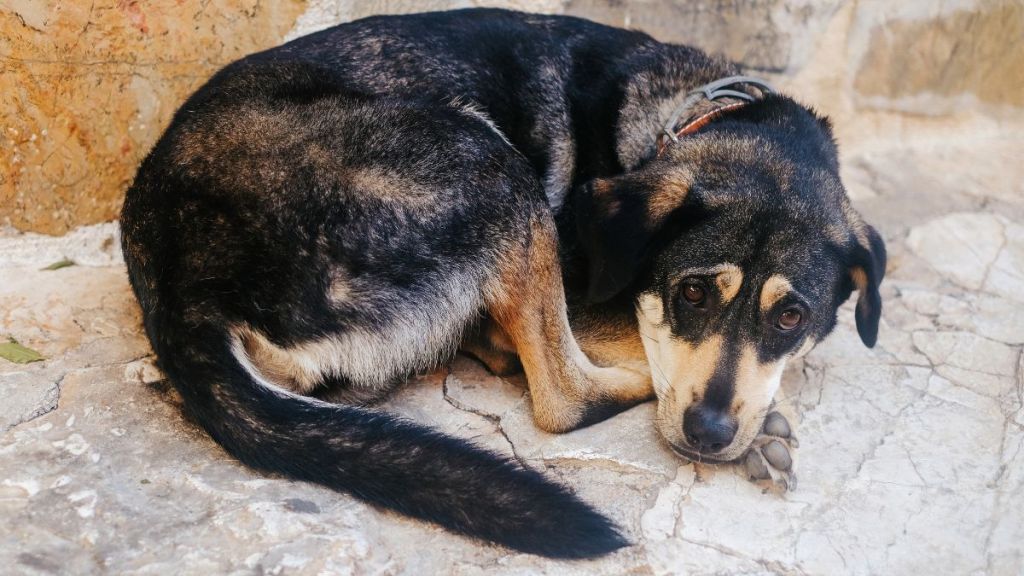 Photo of a lost dog, similar to the one who was adopted by the kind couple in Michigan.