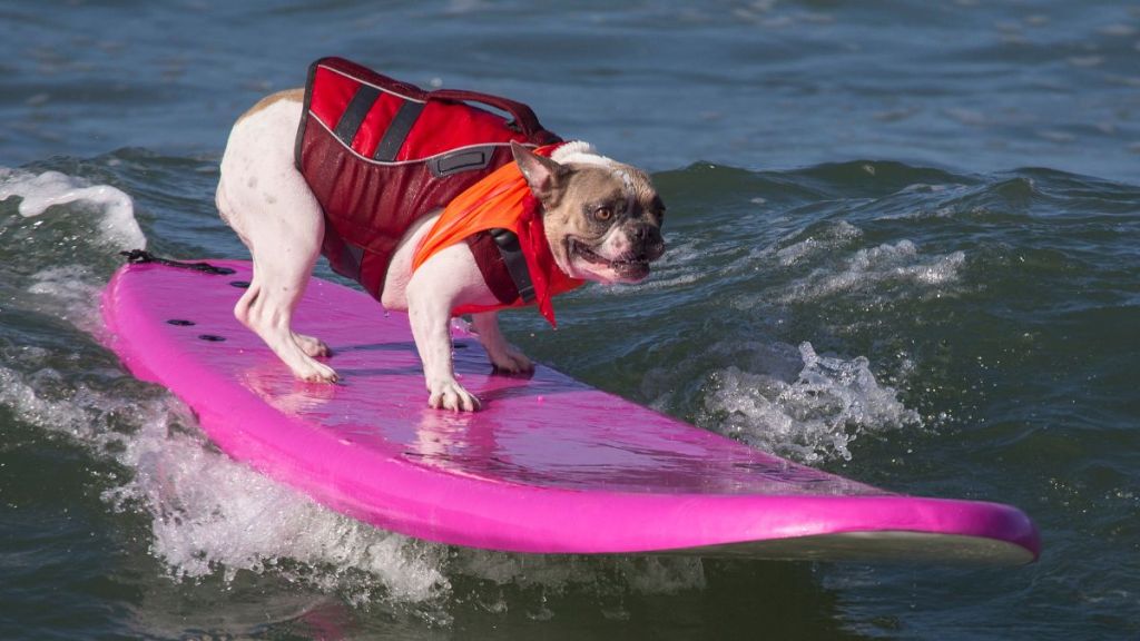 Dog on a pink/purple surfboard trying his best similar to several canines for the World Dog Surfing Championship 2024.