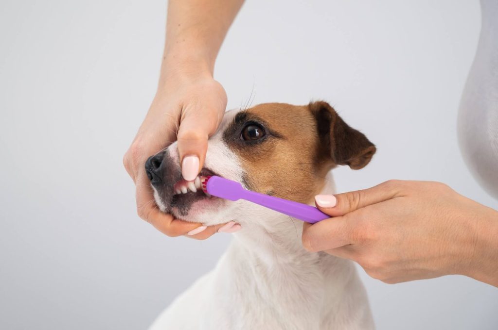 Woman brushing dog’s teeth to prevent cavities.