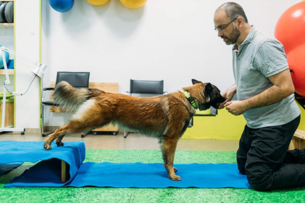 Dog undergoing physical therapy to manage Pompe disease.