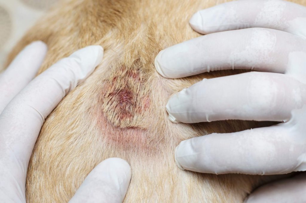 Skin lesion on dog, a characteristic symptom of Alabama rot or cutaneous and renal glomerular vasculopathy.