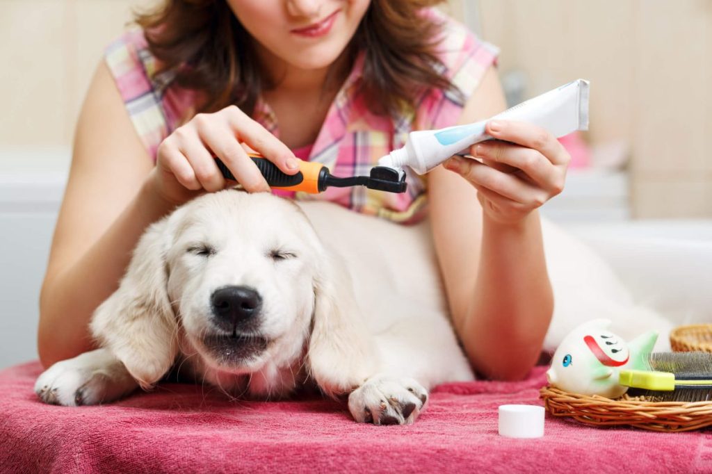 Girl squeezing dog toothpaste onto a toothbrush, with her pet next to her.