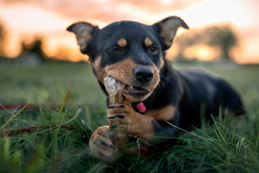 Canine chewing on bone outdoors.