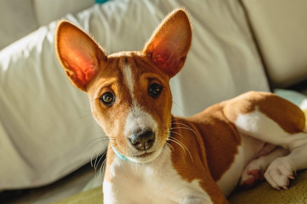 Basenji dog puppy close up portrait looking at the camera.