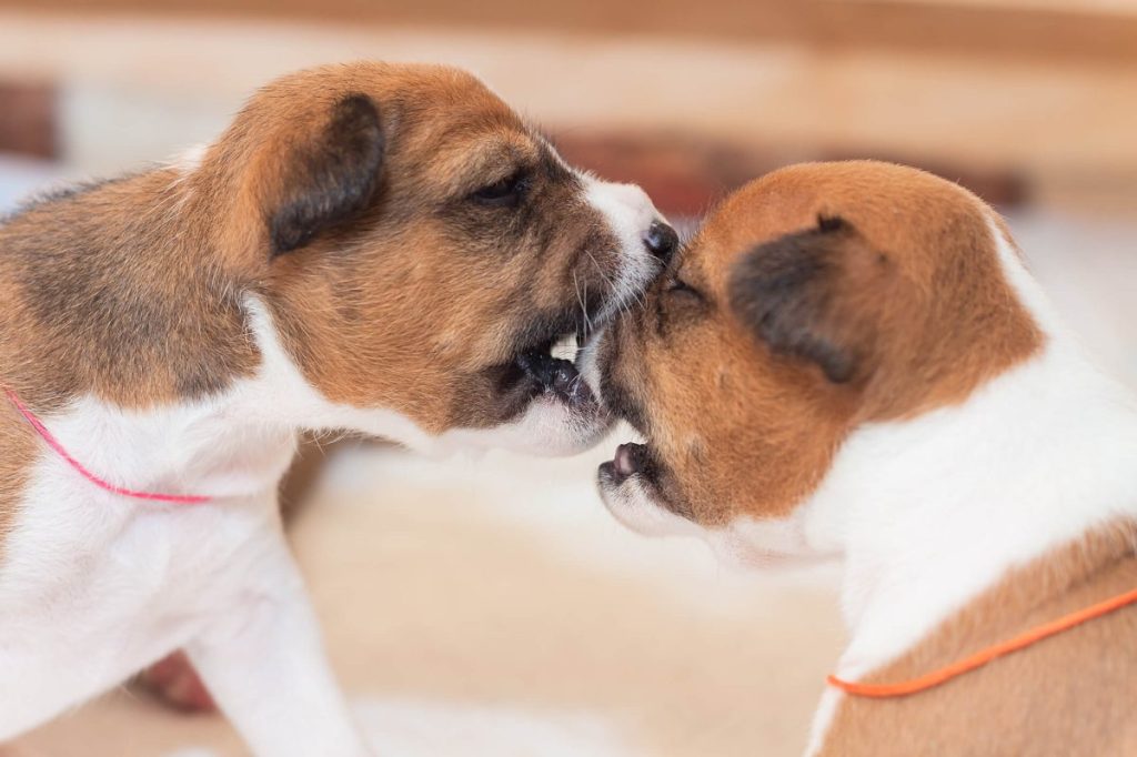 Two Basenji puppies.