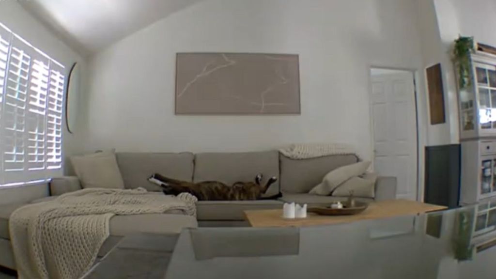 Rescue dog spotted in Zen mode in pet cam video with relaxing music in the background.