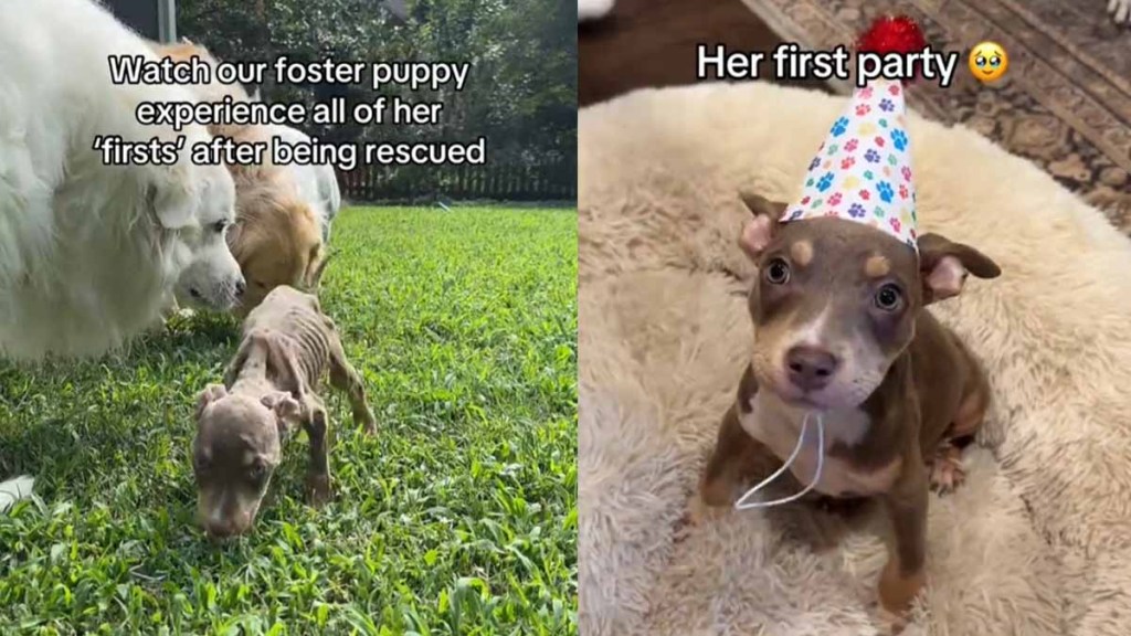 rescue dog firsts roo tiktok viral video