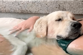 dog cuddles pregnant owner in pool video