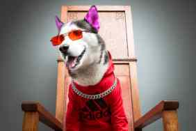 Swaggy Wolfdog en Los Angeles.