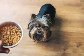 Un perrito con la comida.