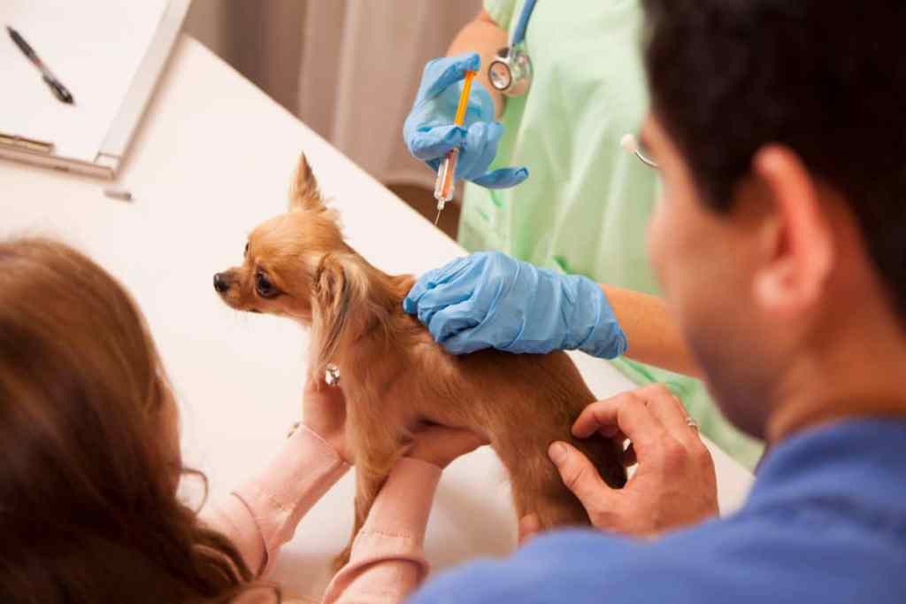 Chihuahua dog gets love and affection as she is getting her annual vaccination by a female vet.