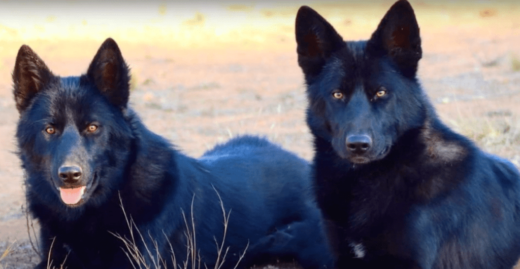 Two large black coated Calupoh or Mexican Wolfdogs sit in a dry grassy field, ears alert and looking at the camera