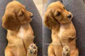 Video of puppy reacting to the noise she made.