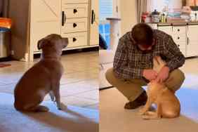 Video of rescue pup’s reaction to owner coming home.