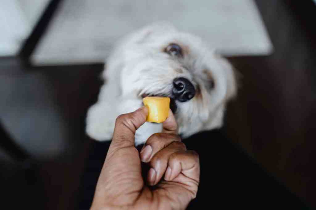 Woman Feeds Her Dog a Piece of Cantaloupe