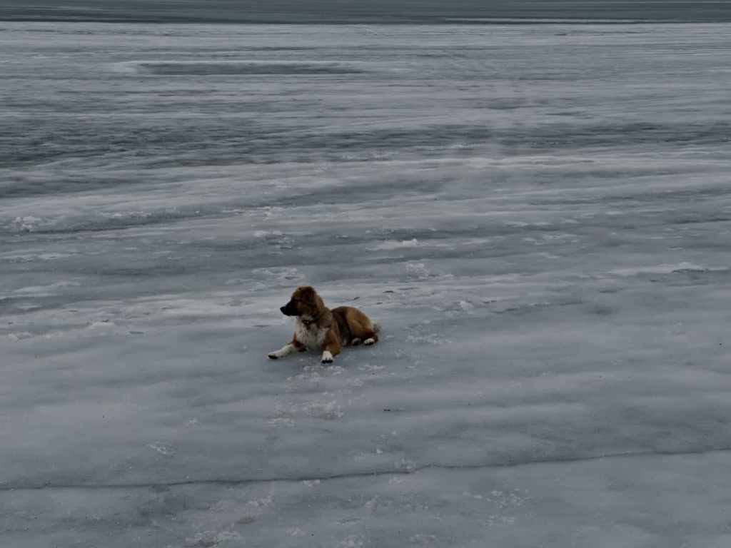 Dog on icy lake.