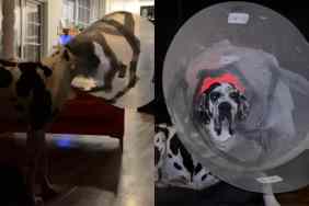 Video of dog with giant cone of shame.