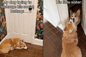 dog doesn't leave sibling alone